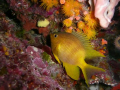   Golden Damsel. dont know if its just me but spend my whole dive watching observing this small reef fishes. guess im damsel fish trapped mans body. fishes body  